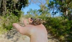 how to feed a baby mockingbird