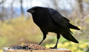 how to keep crows away from bird feeders
