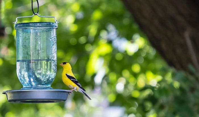 how to make a bird water feeder