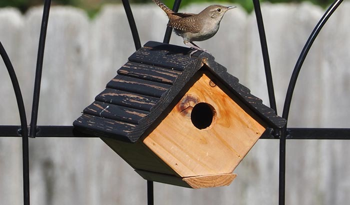 installing a wren birdhouse in your backyard