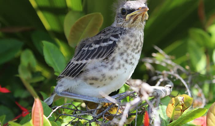préparer une formule pour bébé oiseau moqueur