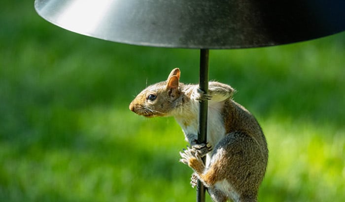 squirrel baffles for hanging bird feeders