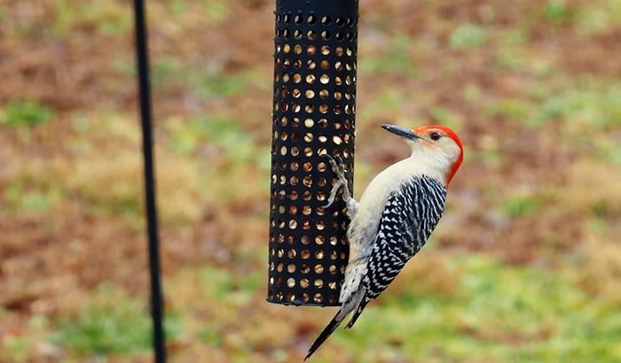 suet feeder for woodpeckers