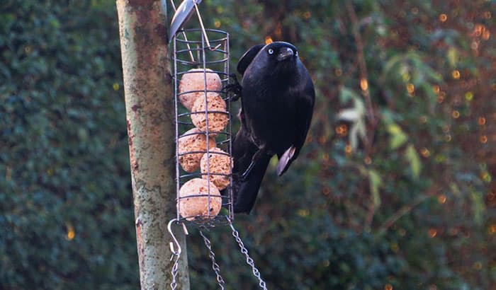 the importance of keeping crows away