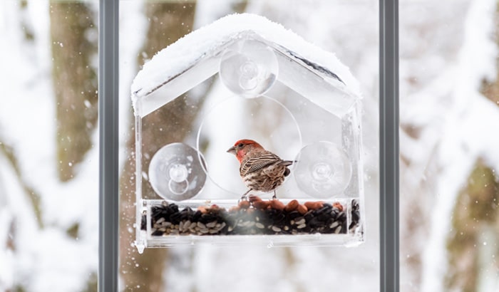 window attached bird feeders