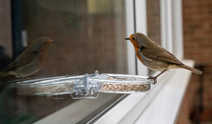 window mounted bird feeders