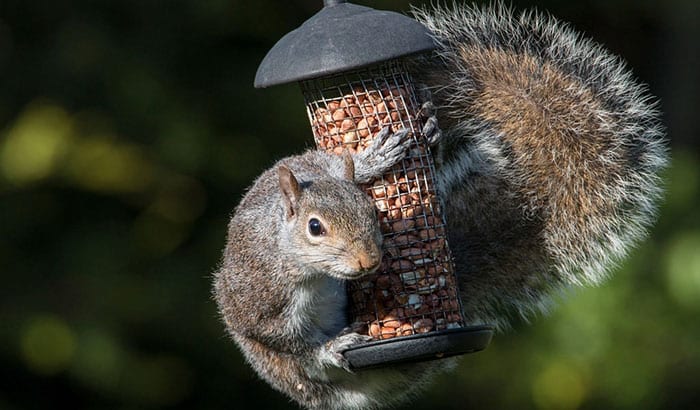 window squirrel feeder