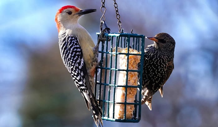 woodpecker suet feeder