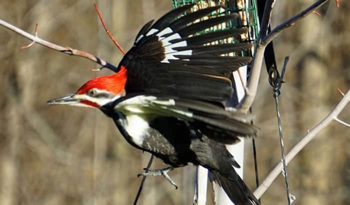 different ways to attract pileated woodpeckers