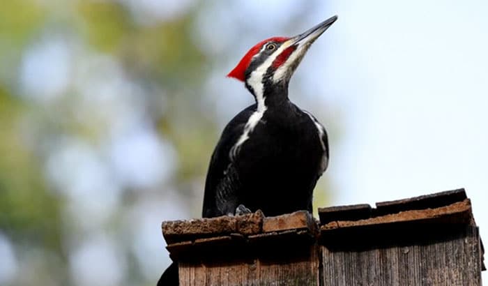how to attract pileated woodpeckers