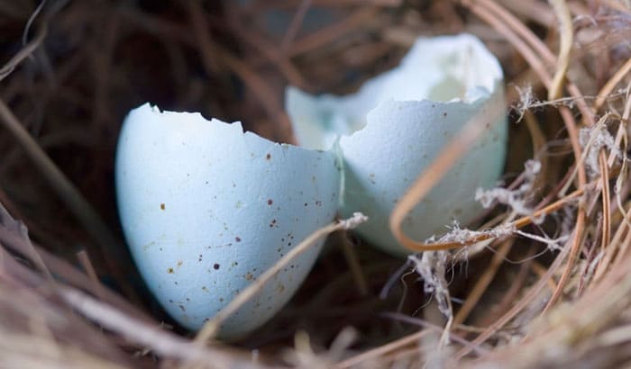  hoe een vogelei uit te broeden zonder incubator