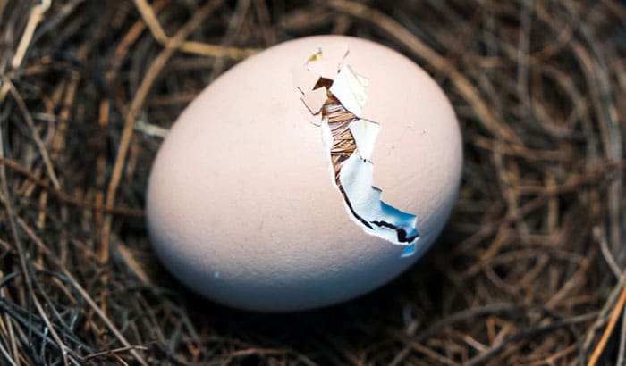 how to hatch a bird egg
