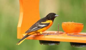 how to make an oriole feeder