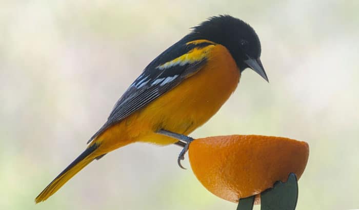 making a homemade oriole feeder