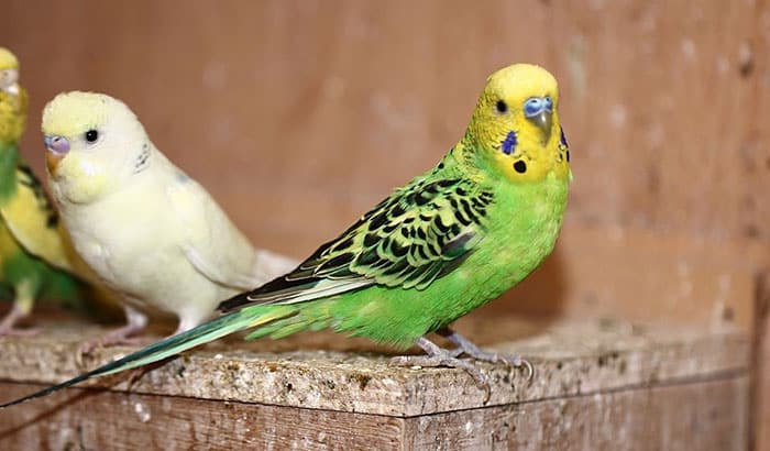 making a nesting box for parakeets