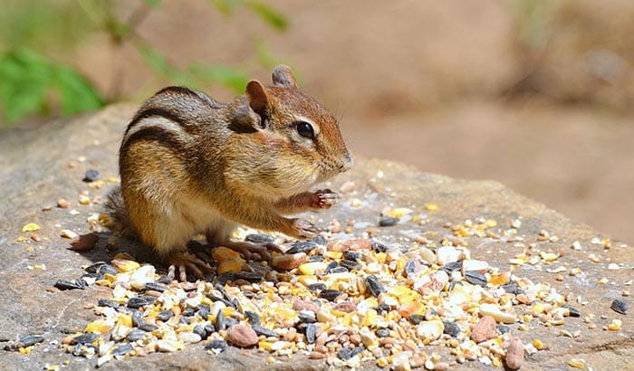 animals that eat bird seed at night 