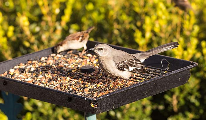 attracting mockingbirds to your garden