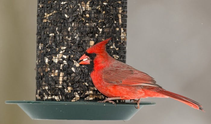 best bird seed for cardinals