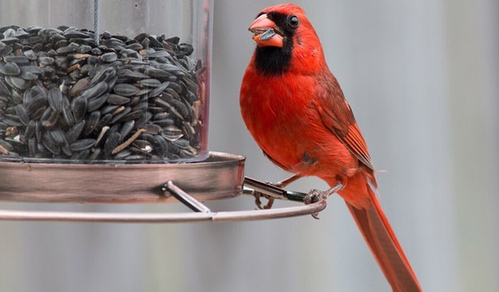 best food for cardinals