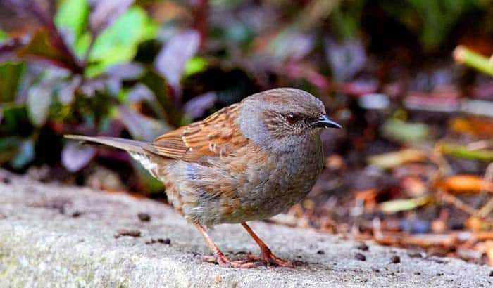 birds eat rocks in aid of digestion