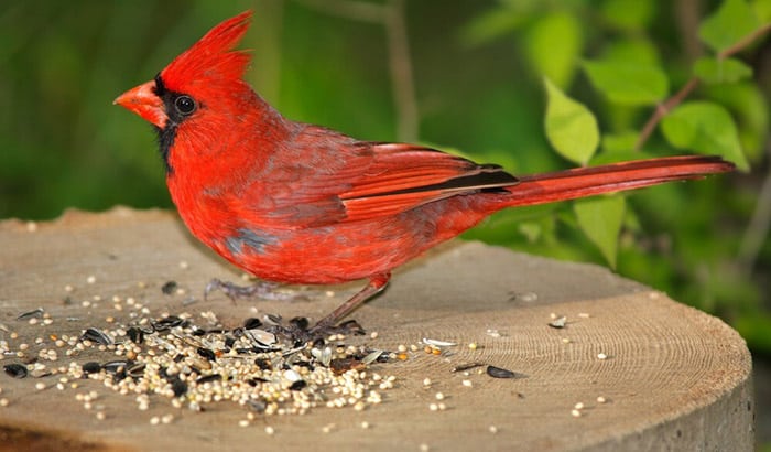 cardinals birds food