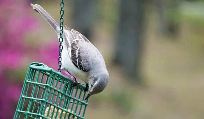 how to attract mockingbirds