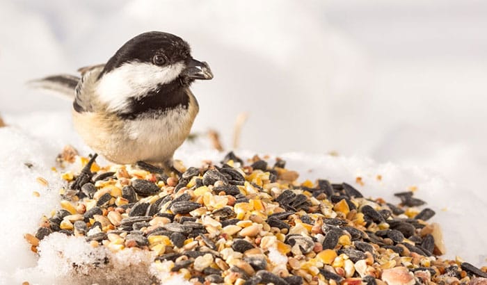 how to keep bird seed from falling on the ground