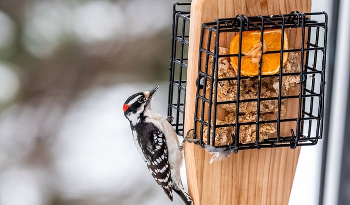 how to make bird food with peanut butter