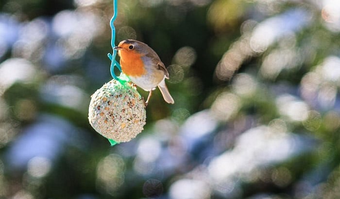 how to make bird seed balls without lard