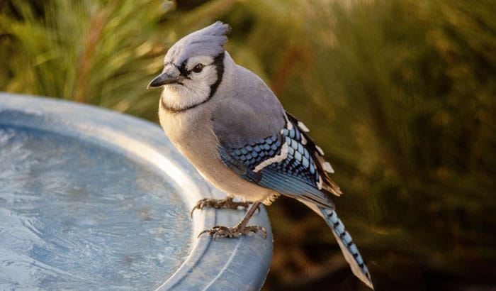 keeping the bird bath from freezing