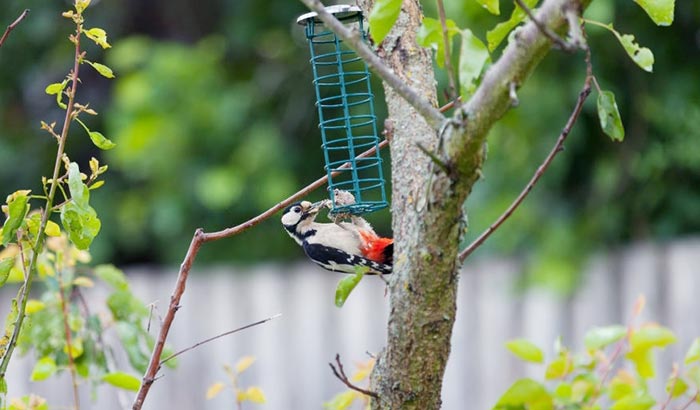 reasons why woodpeckers peck on metal