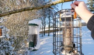 where to place a bird feeder