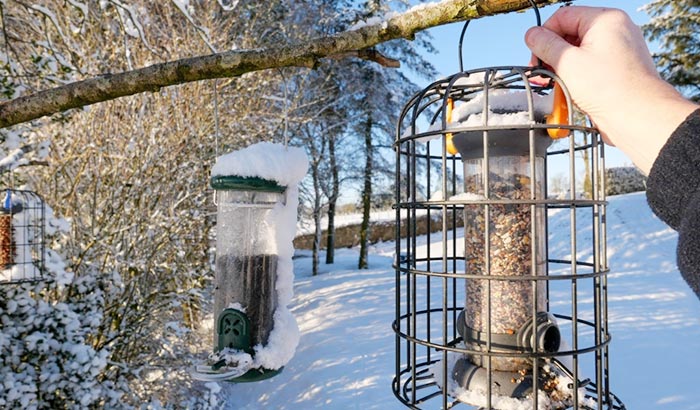 where to place a bird feeder