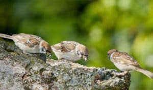 why do birds eat rocks