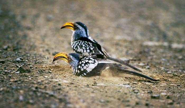 Why do birds roll in dirt 2 Why Do Birds Roll in Dirt - The Nutty Birdwatcher