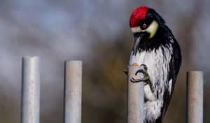 why do woodpeckers peck on metal
