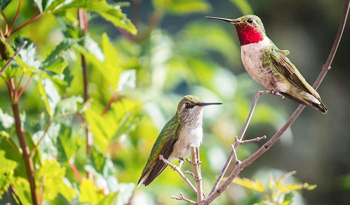 how to detect female male hummingbird