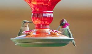 male vs female hummingbirds