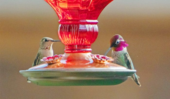 male vs female hummingbirds