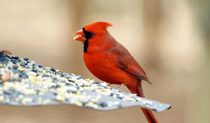 best seed mixes for attracting cardinals