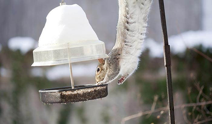 hang bird feeders away from trees