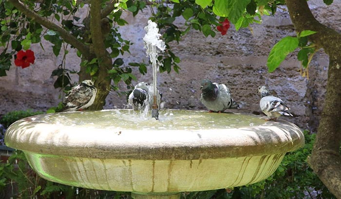 how-to build a bird bubbler