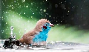 how to make a bird bath bubbler