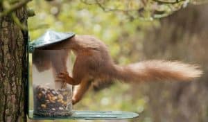 how to stop squirrels from eating bird seed