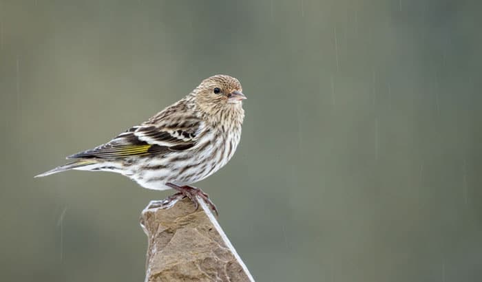 pine siskin and house finch comparison