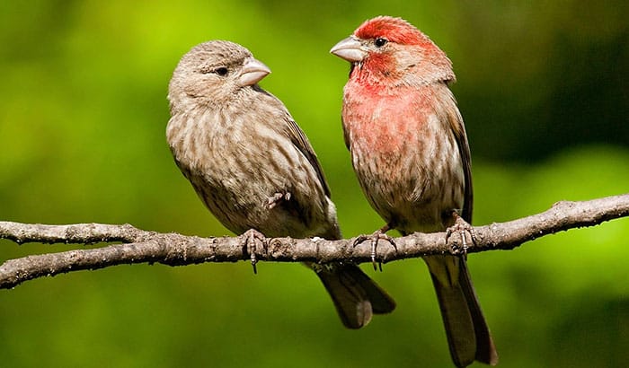 pine siskin vs house finch