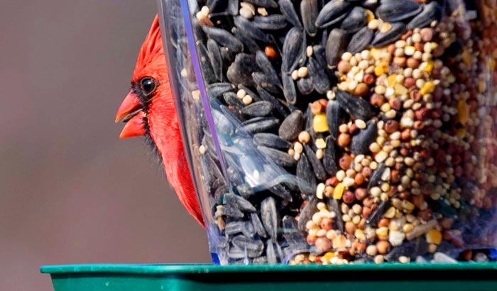 what kind of bird seed do cardinals like