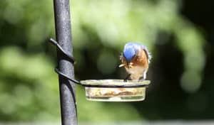 how to make a mealworm feeder