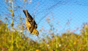 how to protect grass seed from birds