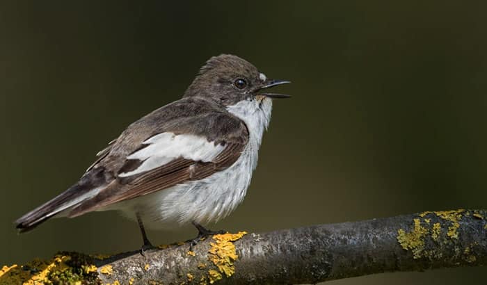 how to stop birds chirping at night